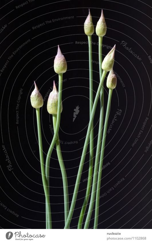 Ornamental garlic buds, allium, bud, Decoration Nature Plant Flower Garden Violet Black ornamental garlic buds Leek giganteum Flowerbed garden flower