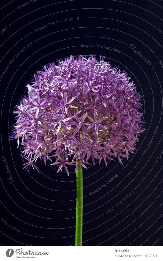 Giant leek, allium, giganteum, Nature Plant Blossom Garden Blossoming Free Violet Black giant leek Leek giant allium giant balloon leek Himalayan giant garlic