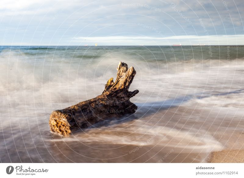 Tree trunk in the sea Landscape Water Clouds Sunlight Beach Baltic Sea Emotions Contentment Romance Death Wanderlust Mecklenburg-Western Pomerania