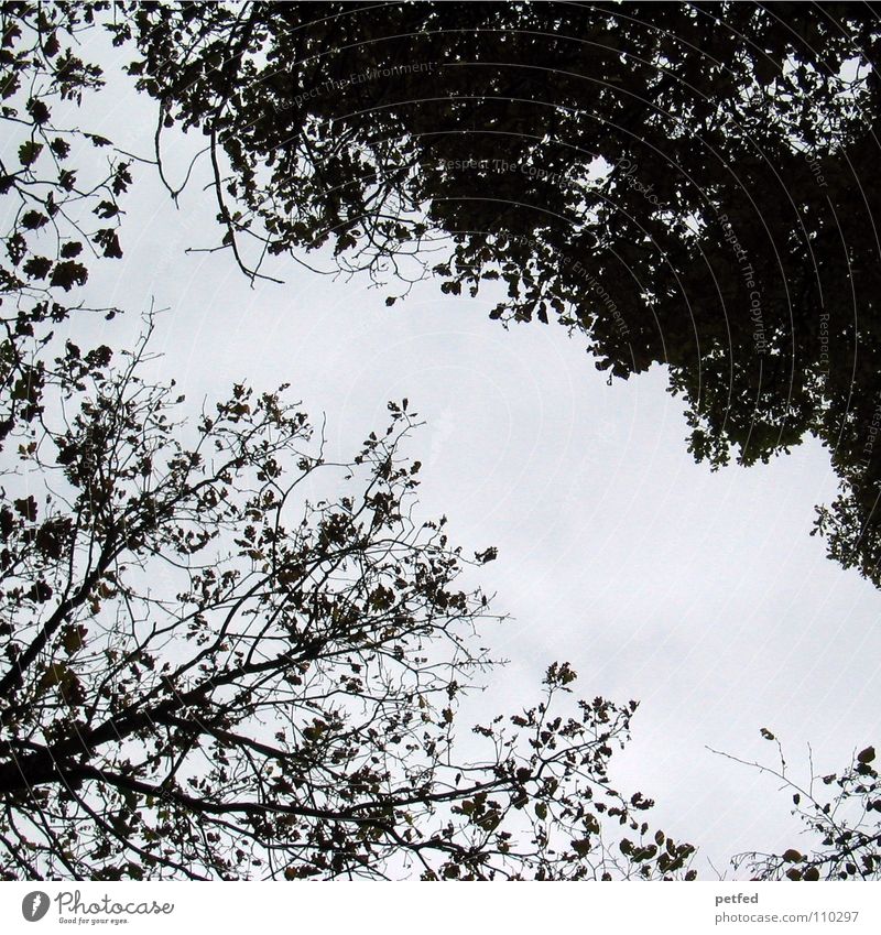 Treetops II Autumn Forest Leaf Winter Black White Under Sky Branch Twig Nature Blue Shadow Tall