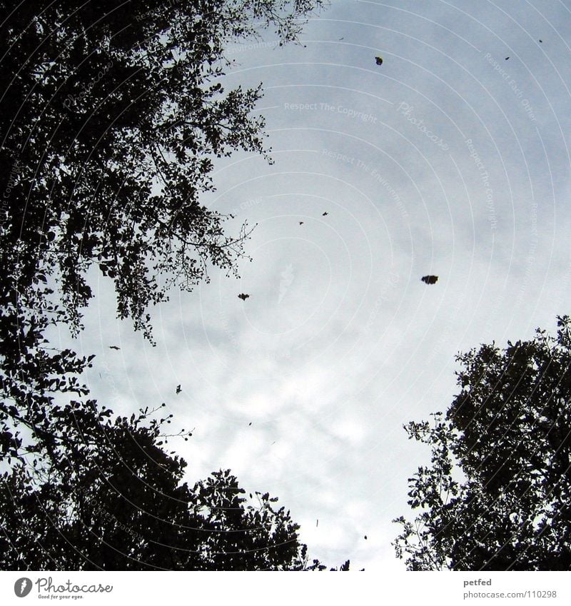 Treetops III Autumn Forest Leaf Winter Black White Under Clouds Sky Branch Twig Nature Blue Shadow Tall To fall Wind