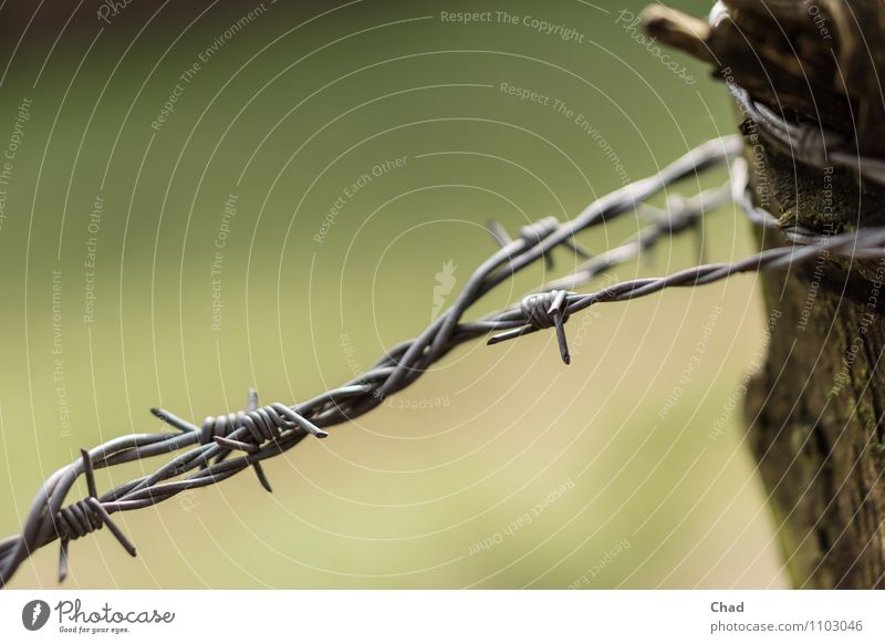 Wire Spikes Environment Nature Landscape Meadow Field Wood Metal Threat Multicoloured Gray Green Dangerous Fear Bans Colour photo Subdued colour Exterior shot