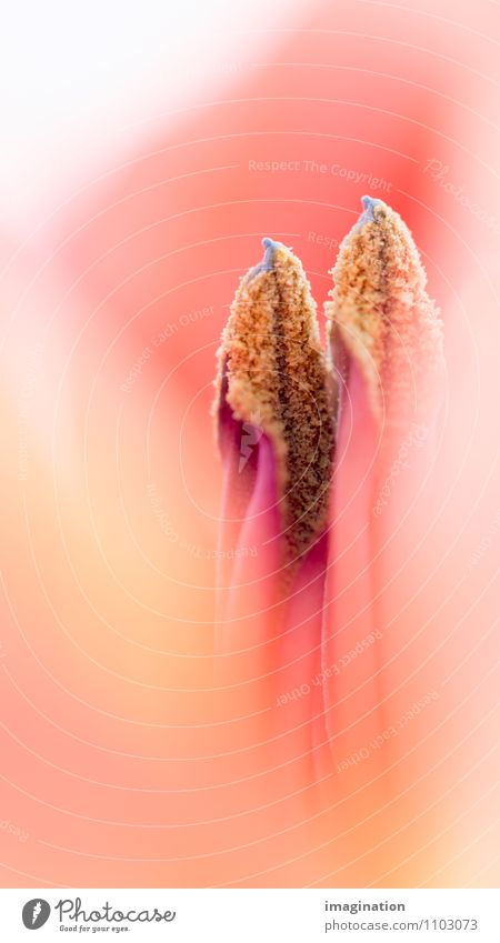 seed Flower Pistil Seed Eroticism Yellow Red Protection Attachment Fertile Propagation In pairs Together Colour photo Detail Macro (Extreme close-up)