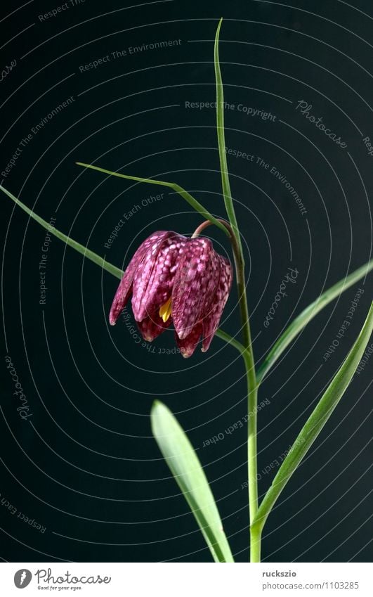 Checkerboard flower; Fritillaria meleagris; Nature Plant Spring Flower Blossom Blossoming Free Violet Black Snake's head fritillary fritillaria