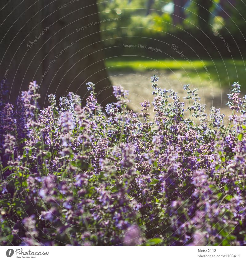 fragrance break Environment Nature Plant Air Spring Summer Weather Beautiful weather Flower Grass Bushes Blossom Garden Park Violet Colour photo Exterior shot