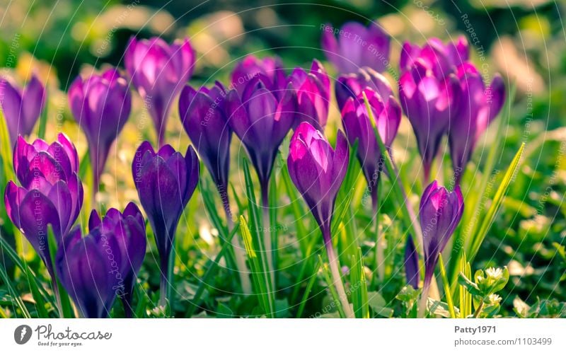 crocuses Easter Nature Plant Spring Flower Crocus Montbretia Blossoming Beautiful Green Violet Colour photo Exterior shot Day