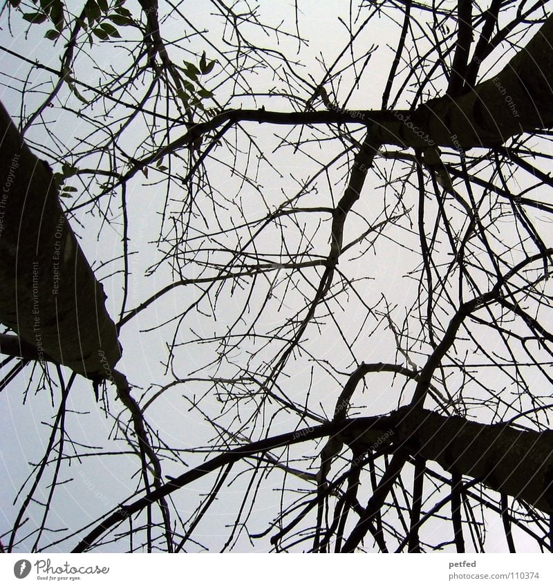 Treetops V Autumn Forest Leaf Winter Black White Under Clouds Sky Branch Twig Nature Blue Shadow Tall To fall Wind