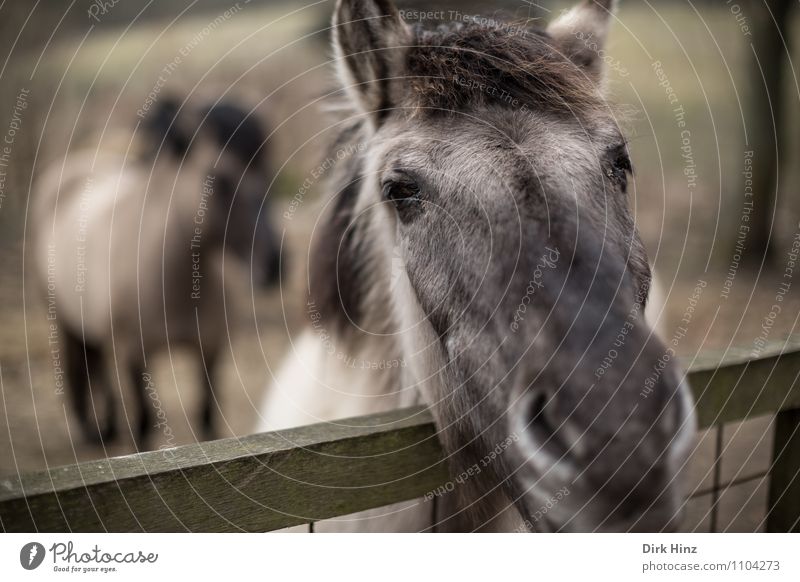 Hungry Horse Pelt Feeding Brown Emotions Moody Anticipation Trust Love of animals Peaceful Calm Hope Sadness Near Expectation Pasture Fence Border Wait Looking