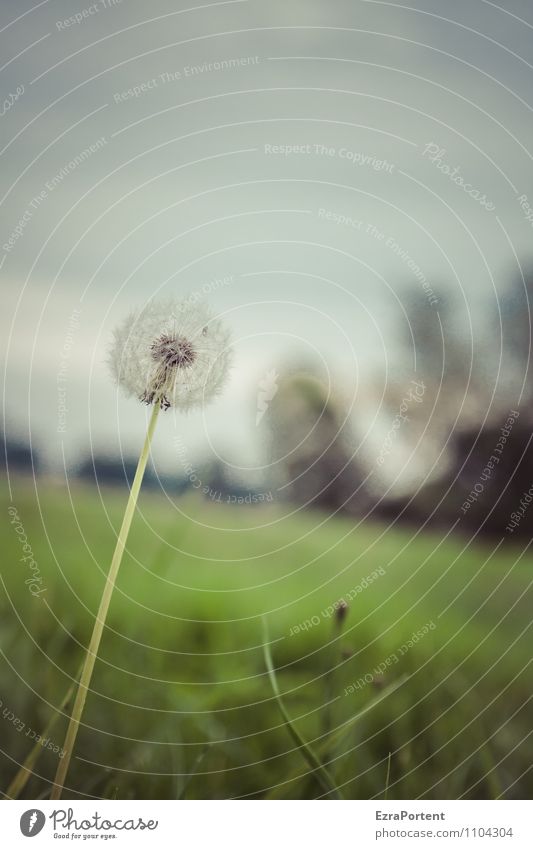 ppfff Environment Nature Landscape Plant Sky Clouds Summer Flower Grass Blossom Meadow Dark Natural Gray Green Transience Tilt Dandelion Faded Seed