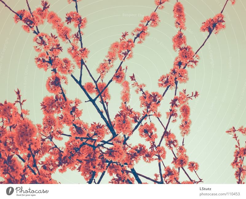 cherry blossom girl Spring Tree Blossom Pink Red Branch Cherry Cherry tree Fertile Seasons Nature Branchage Cherry blossom Colour photo Multicoloured