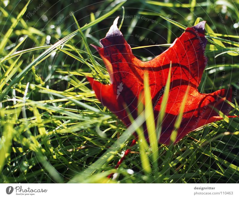 Red-green October Autumn Leaf Maple tree Tree Grass Meadow Green Past Wood flour To fall Like End forest Down paste over