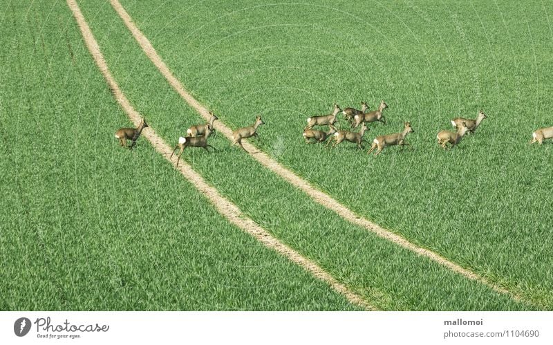 Deer run across a field, one lane Environment Nature Landscape Plant Animal Meadow Field Wild animal Group of animals Herd Green Lanes & trails Roe deer