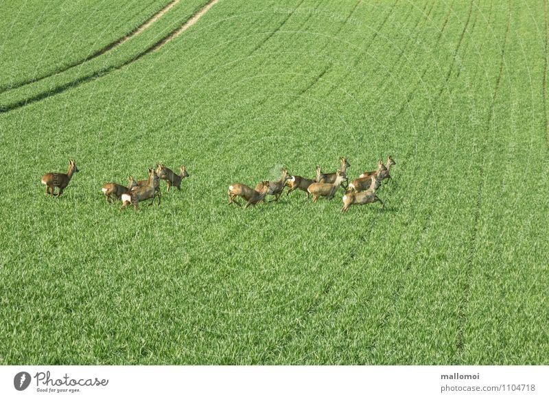 Deer running across a field Agriculture Forestry Environment Nature Field Wild animal Group of animals Herd Hunting Walking Green Fear Fear of death Dangerous