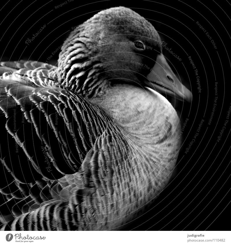 goose Calm Goose Gray lag goose Sleep Bird Black White Feather Beak Dark Wild goose Grief Black & white photo Relaxation Nature field goose waterfowl Sadness