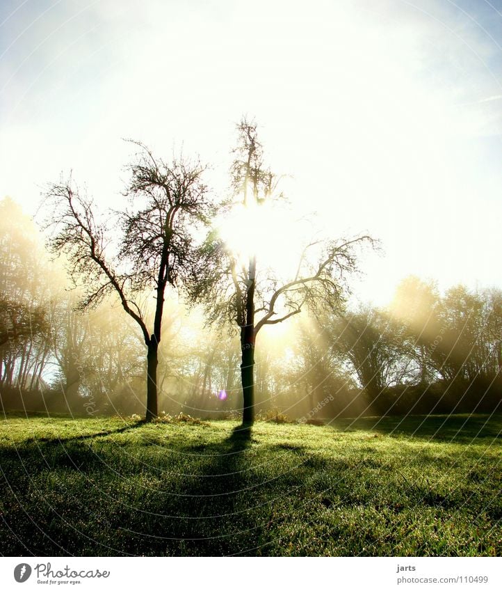 autumn morning Autumn Fog Sunbeam Tree Meadow Light Wake up Awareness Peace Celestial bodies and the universe Morning Lighting Sky Nature jarts