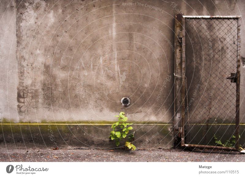 "Wandab!" Wall (building) Gray Gloomy Wall (barrier) Rust Wire netting Grating Green Hope Derelict Old taken from Door Gate lattice door lattice gate plant