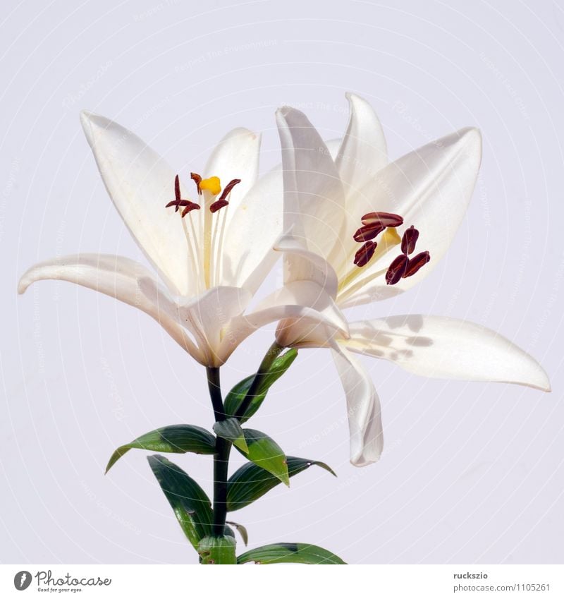 White, lily; hybrid; lily; hybrid; Nature Plant Flower Blossom Free Lily Hybrid Summerflower garden flower garden flowers Ornamental plant whitebox Neutral