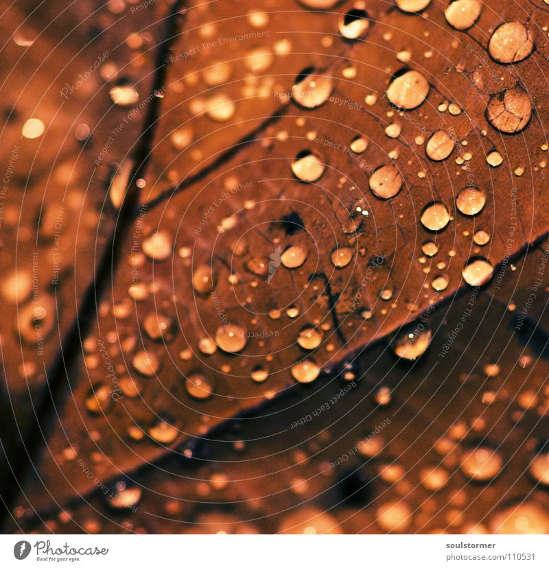 foul weather Cross processing Green undertone Yellowness Leaf Plant Rain Vessel Wet Light Autumn Late To fall Brown Gray Black Macro (Extreme close-up) Close-up