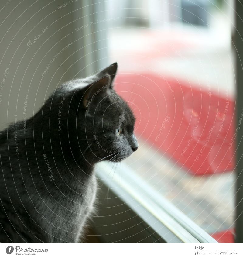 bad weather Living or residing Mirror Window Window pane Pane Veranda French windows Pet Cat Animal face 1 Looking Wait Emotions Moody Curiosity Boredom Calm