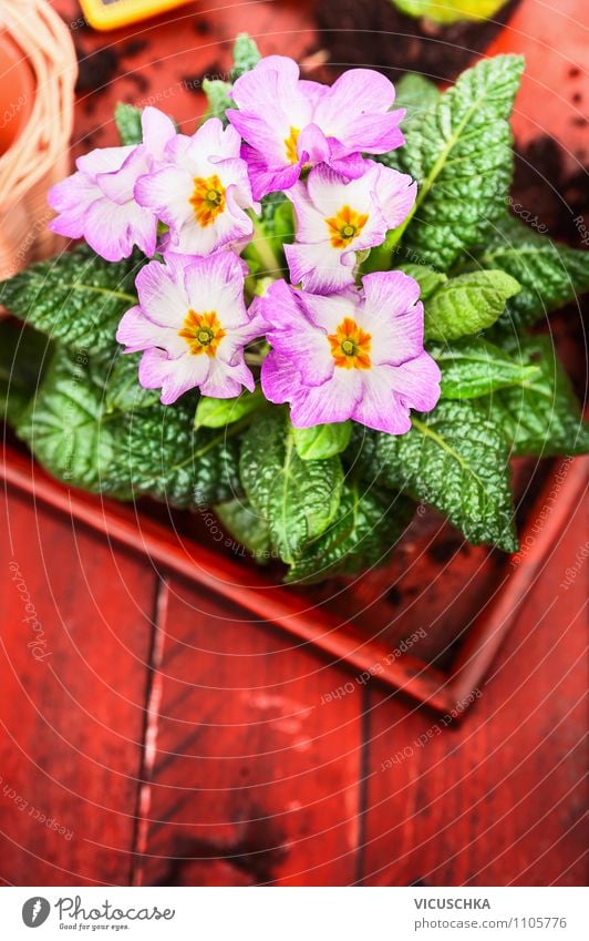 Pink primroses on red wooden table Style Design Leisure and hobbies Summer Garden Interior design Decoration Table Feasts & Celebrations Mother's Day Nature