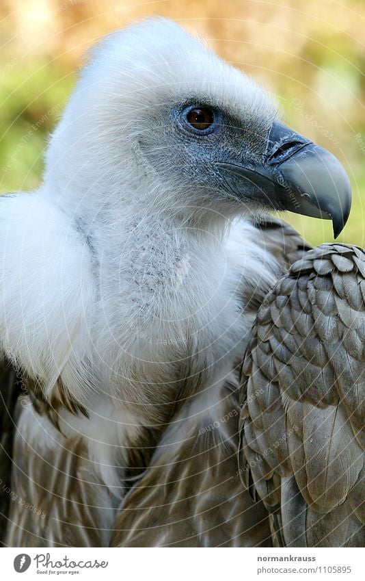 griffon vulture Animal Bird Zoo 1 Observe Watchfulness Power Vulture Griffon Vulture Bird of prey bird portrait Bird's head Scavenger Beak Plumed Feather