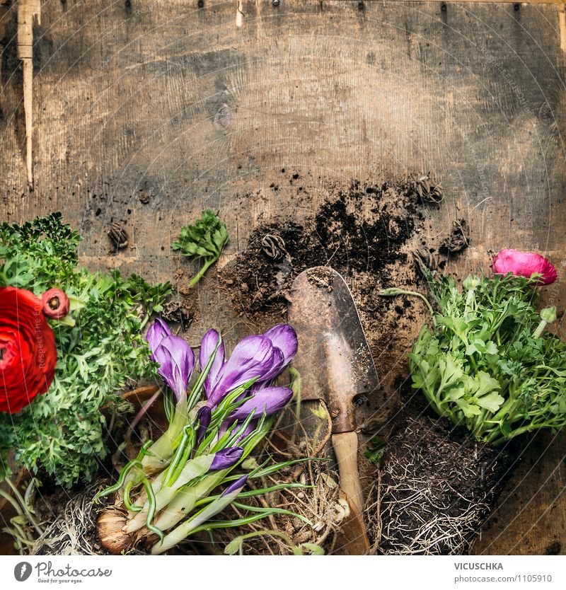 Garden table with shovel, flowers and soil Style Design Summer Table Nature Plant Flower Background picture Composing Pot plant Shovel Old Wooden table