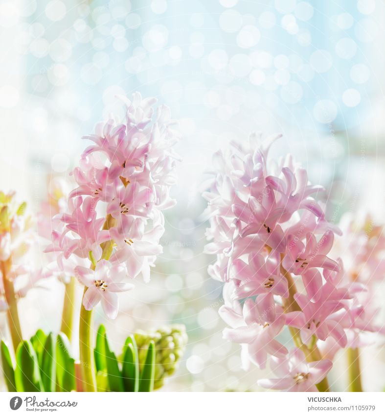 Pink Hyacinths on blue Bokeh Background Lifestyle Style Design Joy Dream house Garden Interior design Decoration Mother's Day Birthday Nature Plant Spring