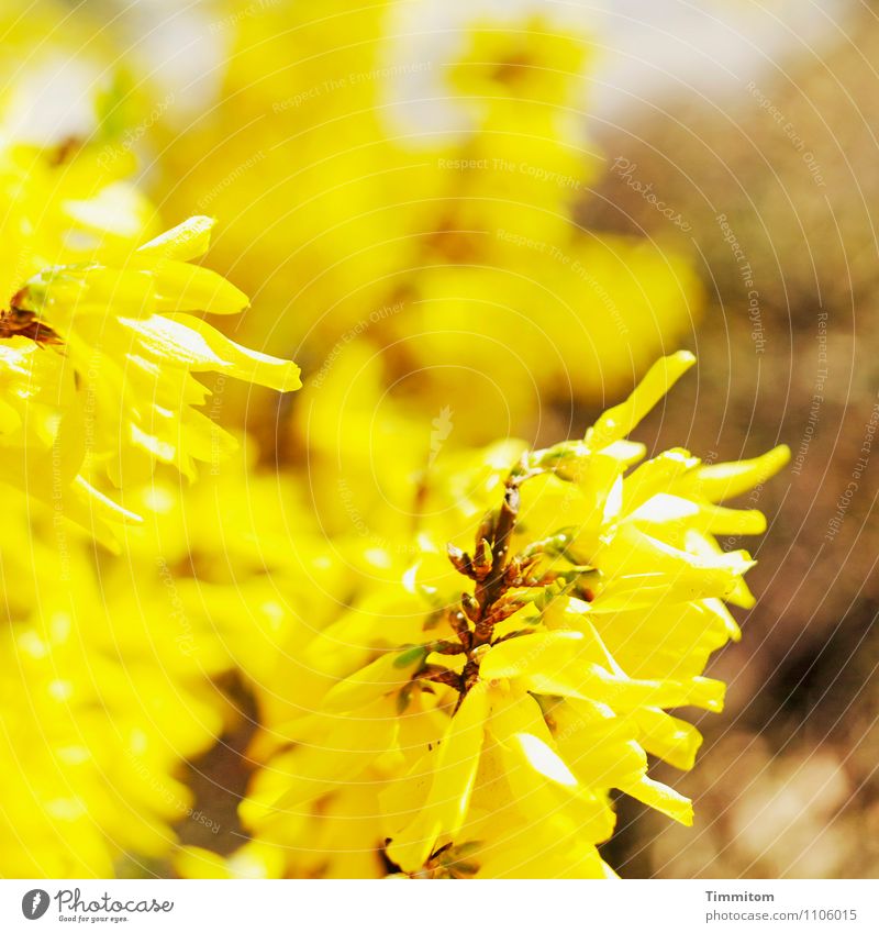 Happy birthday barbaclara! Environment Nature Plant Blossom Blossoming Esthetic Simple Brown Yellow Emotions Bright Hope Colour photo Exterior shot Deserted Day