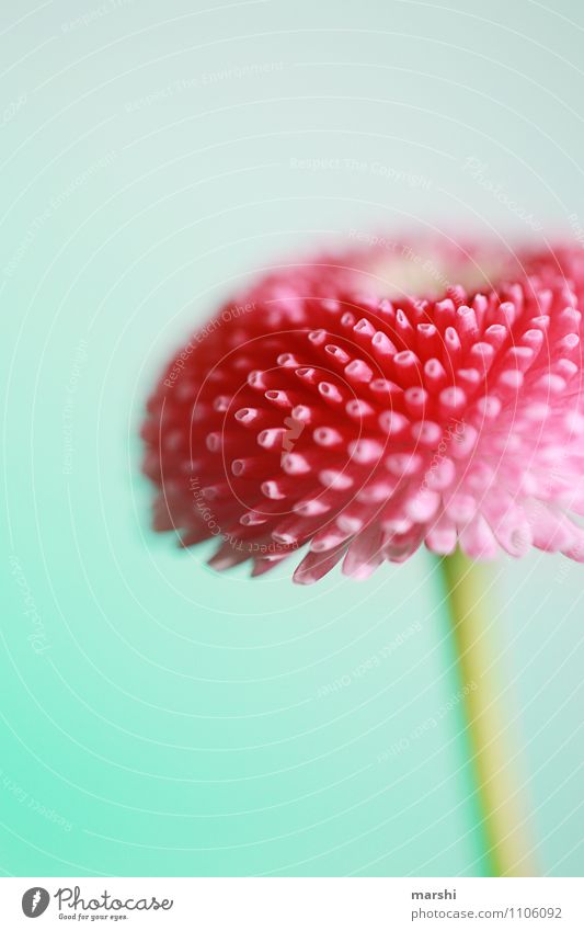 bellies Nature Plant Flower Leaf Blossom Foliage plant Moody Daisy Pink Colour photo Close-up Detail Macro (Extreme close-up) Isolated Image Day Blur