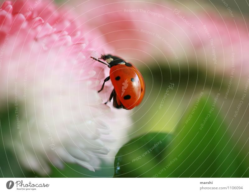 Marie on a discovery tour Nature Plant Flower Bushes Animal 1 Moody Ladybird Good luck charm Shallow depth of field Garden Daisy Colour photo Exterior shot