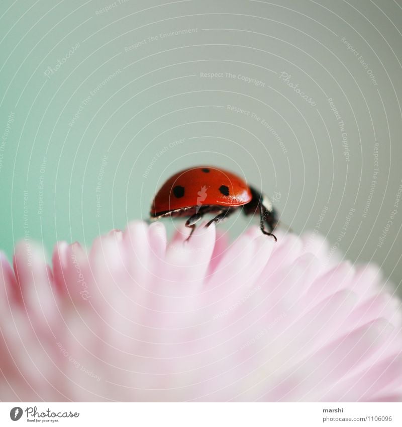 Marie Käfer on a summit tour Nature Plant Animal Spring Leaf Blossom 1 Moody Ladybird Blossom leave Climbing Small Spotted Good luck charm Colour photo