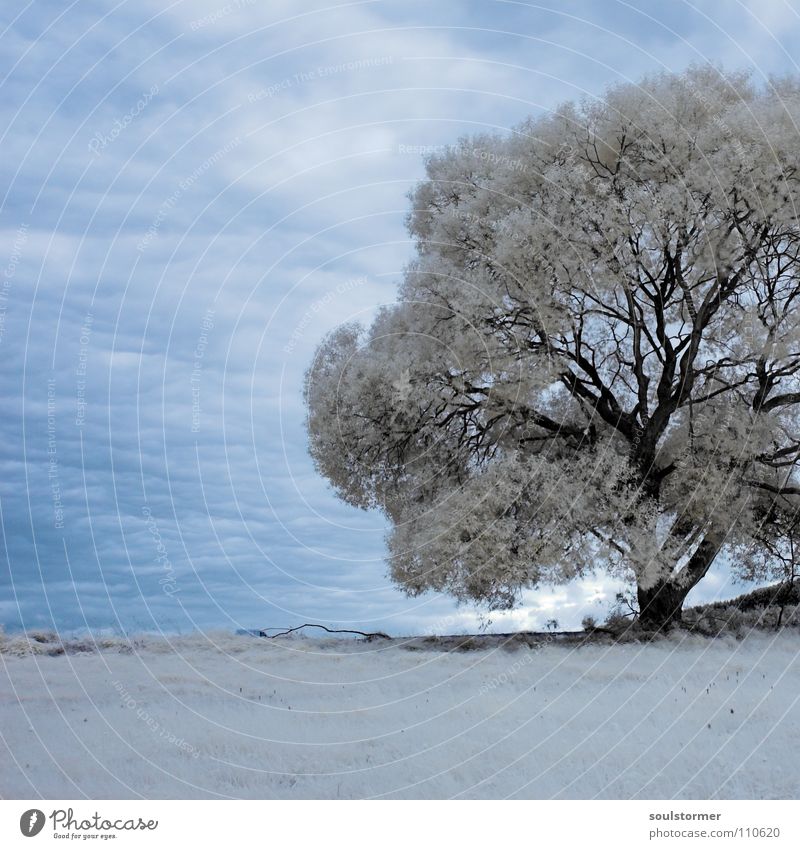 Tree trapped in square! Passenger train Infrared Infrared color Wood flour Clouds Grass Mountain range Hill Leaf White Gray Black Sky Surrealism False coloured