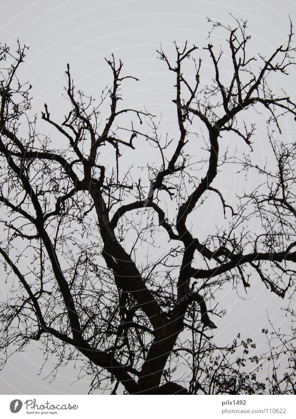 Autumn Tree Huge Air Beautiful Austria autumn tree To go for a walk Nature Branch