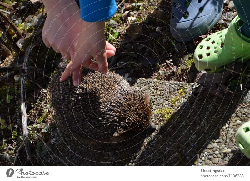 touch it Environment Garden Animal 1 Exceptional Cool (slang) Friendliness Together Natural Cute Thorny Trust Love of animals Timidity Study Curiosity Hedgehog