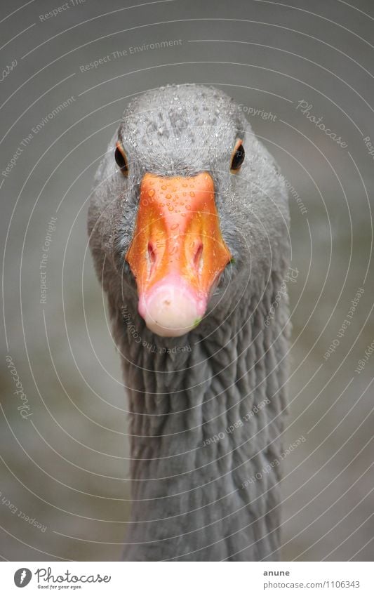 Wet goose Food Meat Roasted goose Goose Biology Zoology Nature Animal Drops of water Bad weather Rain Feather Pet Farm animal Wild animal Bird Animal face Beak