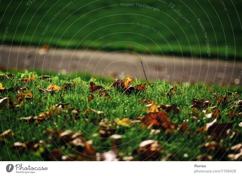 evening sun autumn foliage Well-being Contentment Environment Nature Landscape Sunlight Autumn Beautiful weather Tree Leaf Park Deserted Traffic infrastructure