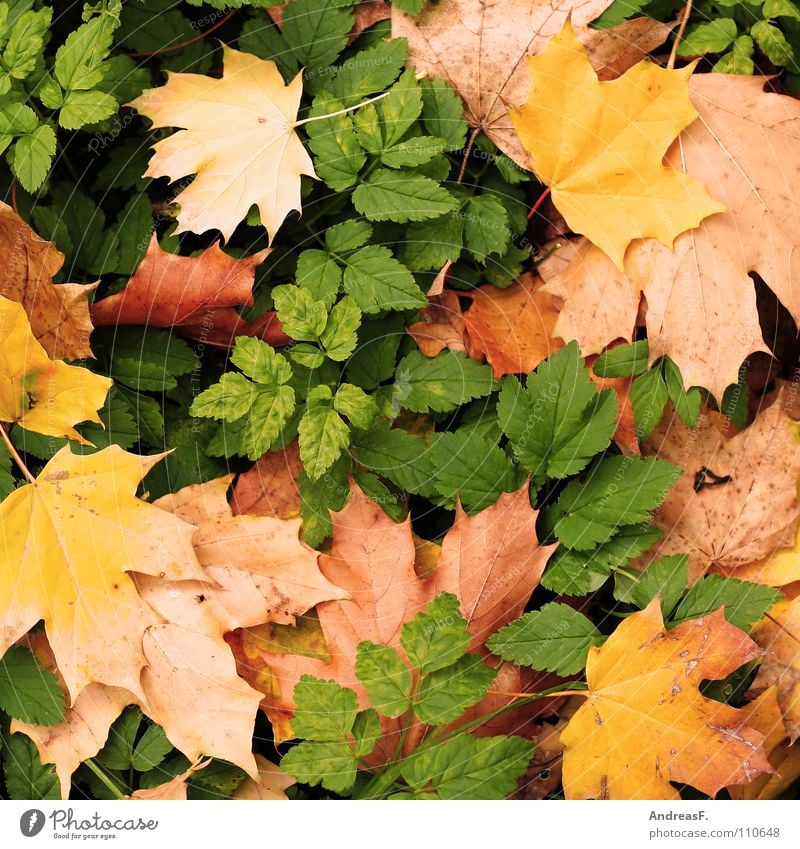 Maple and Bhorn Autumn Autumnal colours Autumn leaves Woodground Leaf Maple tree Maple leaf October September November Background picture Deciduous tree