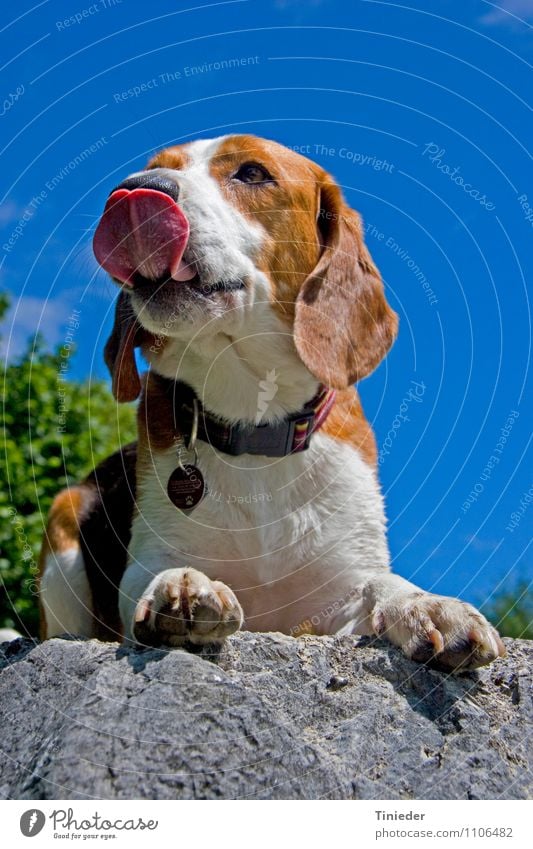 beagle portrait Friendship Animal Rock Pet Dog Pelt Paw 1 Loyalty Beagle Dog's head Tricolor Tricolour Mammal Lop ears Hound sniffer dog tracking dog cattle dog