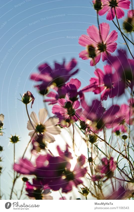 Cosmos flower Nature Plant Air Sky Sun Sunrise Sunset Sunlight Climate Beautiful weather Flower Grass Leaf Blossom Garden Park Field Joy Happiness Euphoria