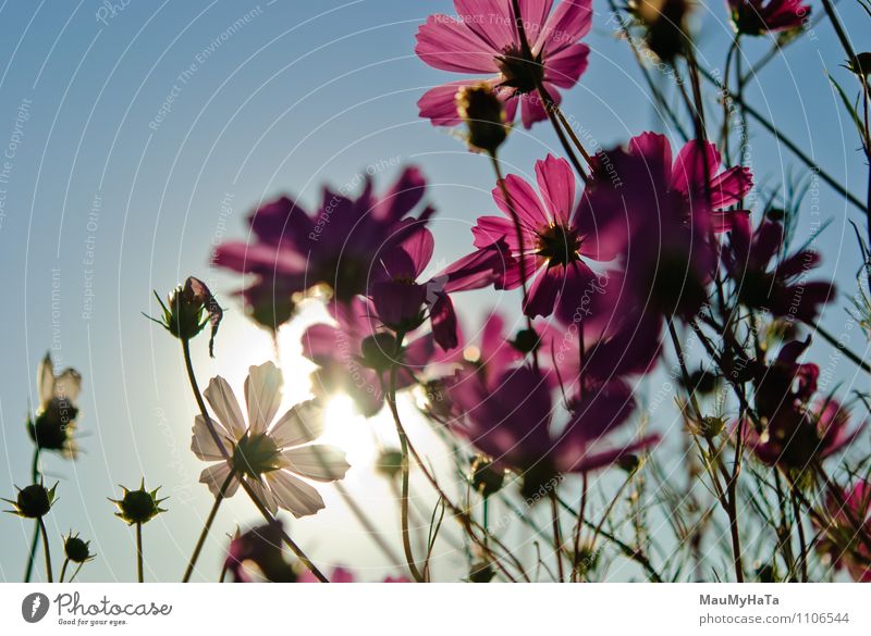 Cosmos Flower Nature Plant Air Sky Sun Sunrise Sunset Sunlight Summer Autumn Climate Beautiful weather Grass Leaf Blossom Garden Park Field Emotions Euphoria