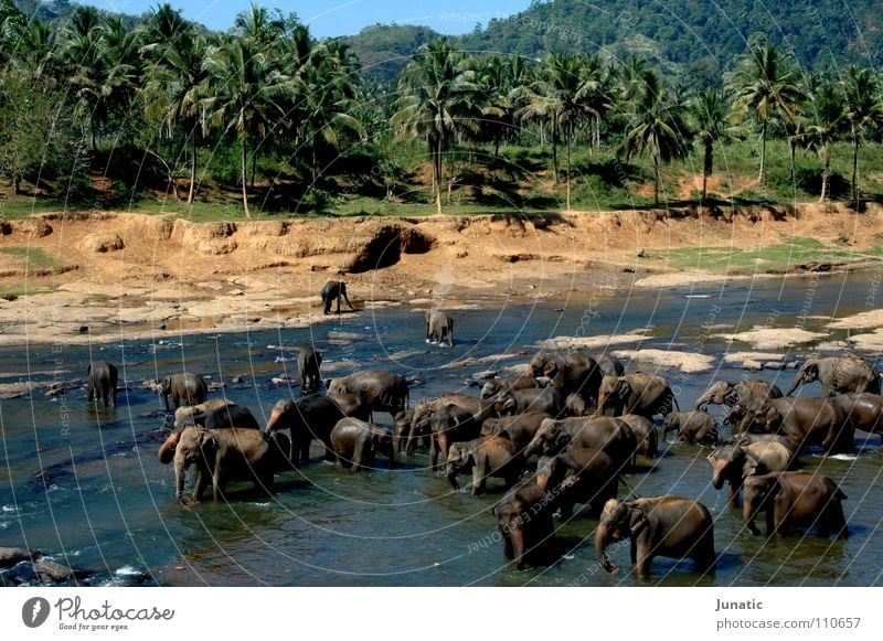 rush hour Elephant Virgin forest Riverbed India vibrant colours intensity Water