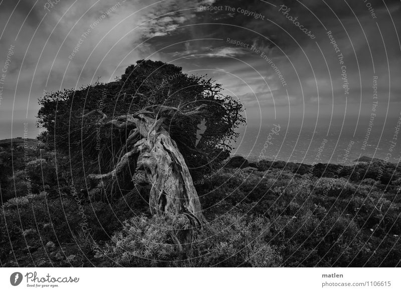 Bent Nature Landscape Plant Sky Clouds Horizon Weather Beautiful weather Tree Grass Bushes Mountain Coast Ocean Threat Natural Black White Juniper Crooked