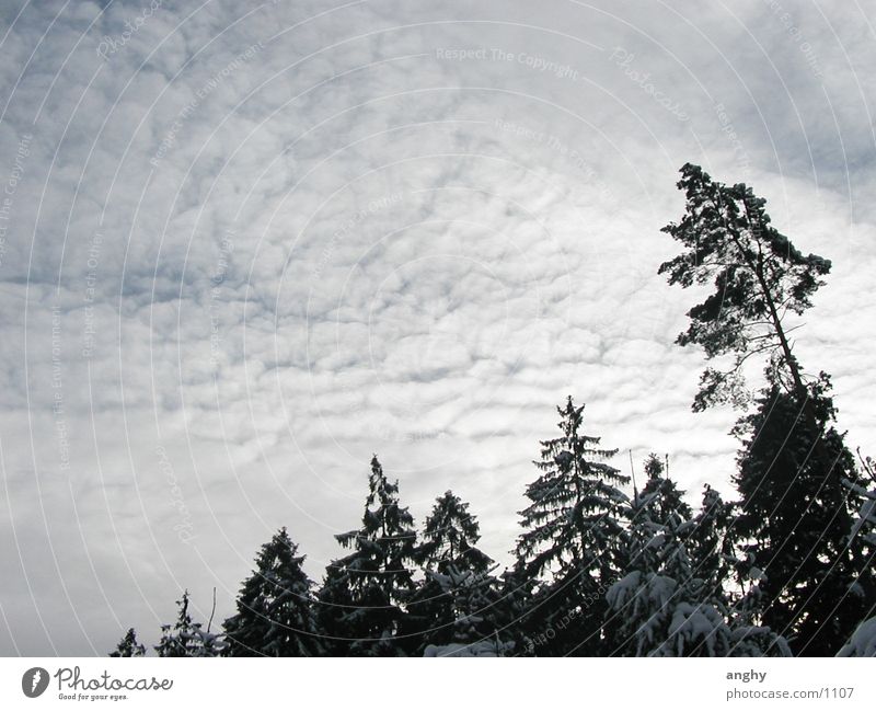 Direction sky Tree Winter Clouds Sky