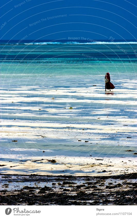 the sea in zanzibar Beach Ocean Human being Environment Nature Landscape Earth Sand Water Climate Beautiful weather Stone Blue Emotions Colour panorama lkpro