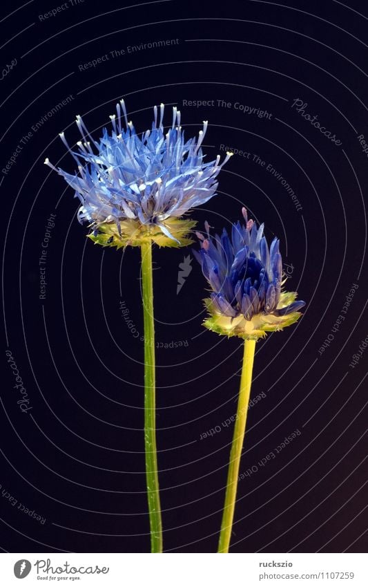 Sandgloeckchen, Jasione, laevis, Garden Nature Plant Flower Blossom Blossoming Free Blue Black sand vole jasion persistent sandra punch Perseverance