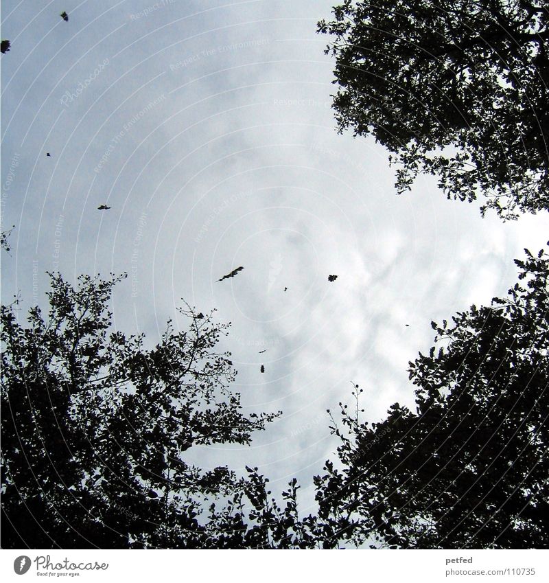 Treetops VI Autumn Forest Leaf Winter Black White Under Clouds Sky Branch Twig Nature Blue Shadow Tall To fall Wind Weather Flying