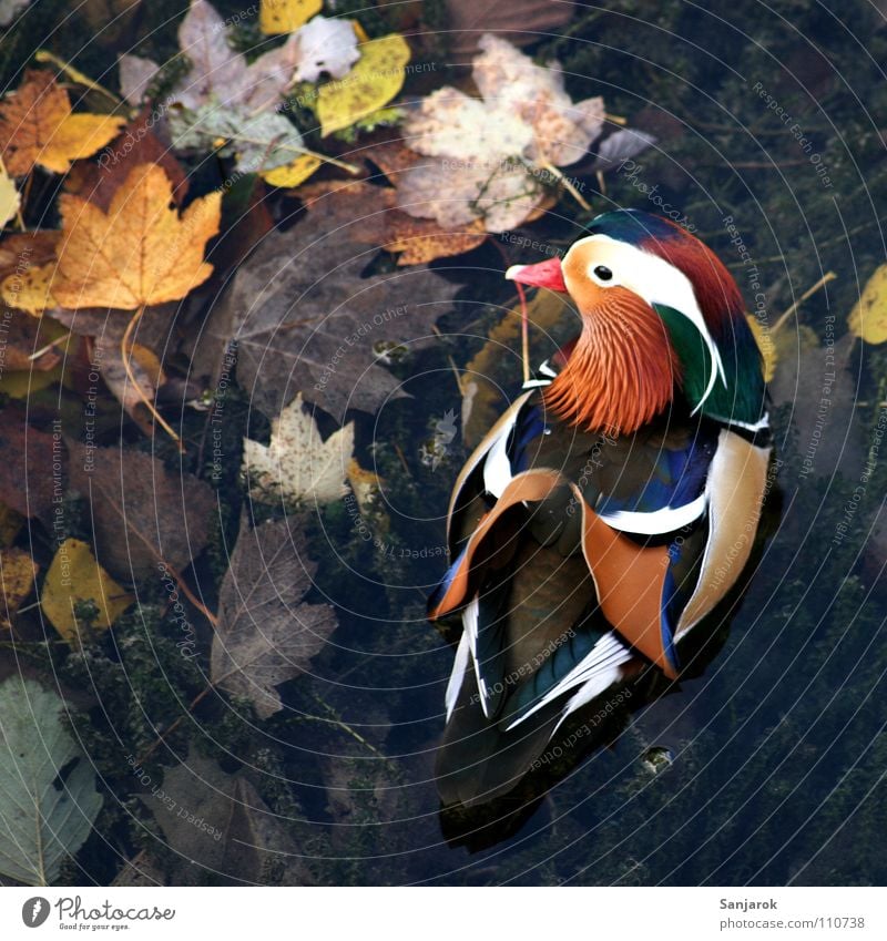 Quakwakwakwakwak! Mandarin duck Multicoloured Autumn Beak Feather Body of water Lake Leaf Quack Exceptional Chinese Brown Yellow Mud Marsh Bird Duck Wing