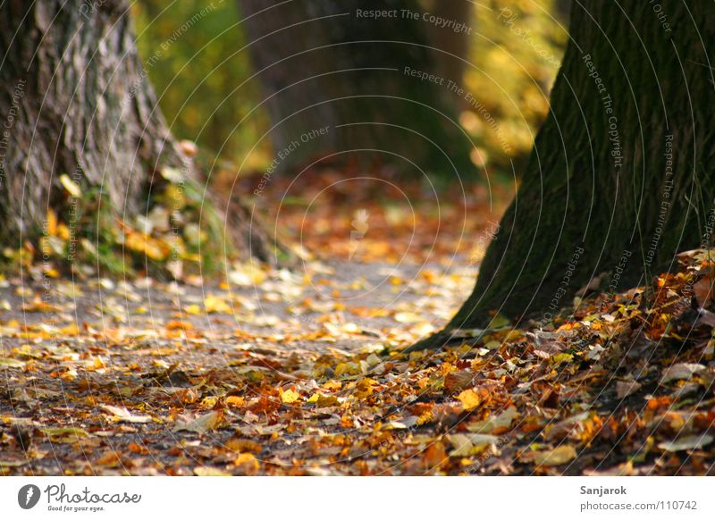 Greenleaves was yesterday Autumn Forest Automn wood Leaf Tree Footpath Jogging Park Yellow Brown Tree trunk Tree bark Gravel The Englischer Garten Bushes Garden