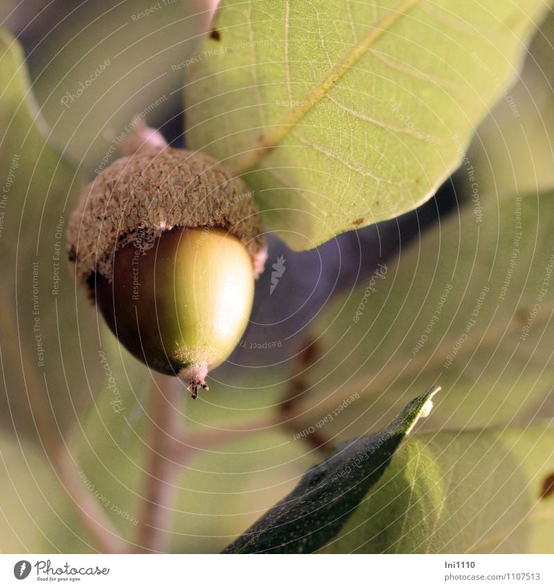 Acorn of the holm oak Plant Sun Sunlight Autumn Weather Beautiful weather Warmth Tree glans Leaf Wild plant "Holm oak Quercus ilex" Garden Park Forest