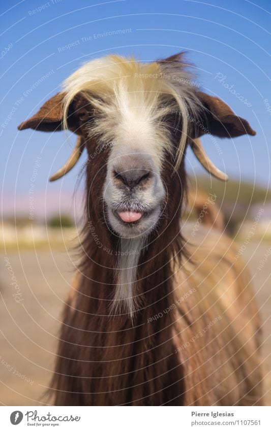 Goat shows tongue Animal Sand Sun Summer Weather Beautiful weather Warmth Drought Desert Wild animal Animal face 1 Thin Brash Funny Near Blue Brown Joy